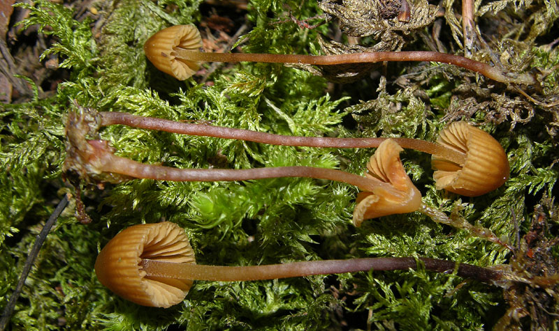 Galerina da determinare n�10.